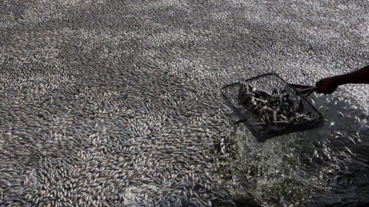 Meksikada 25 ton ölü balık gölün yüzeyini kapladı