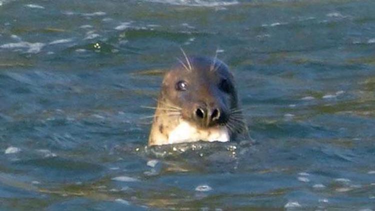 Thames Nehri’nde  foklar fink atıyor