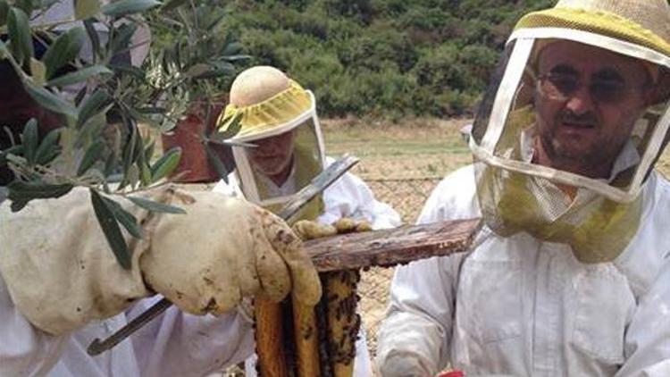 Türkiyedeki arı ölümleri kaygı verici boyutlarda