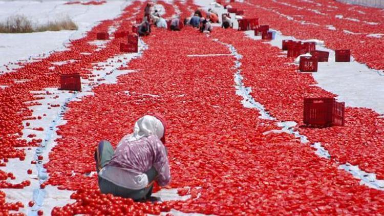 Domatesi kurutup Avrupaya satıyorlar