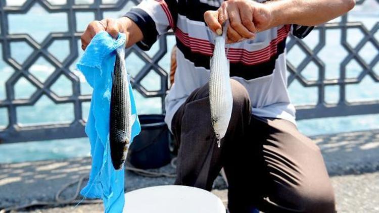 İstanbul Boğazında kefal bolluğu