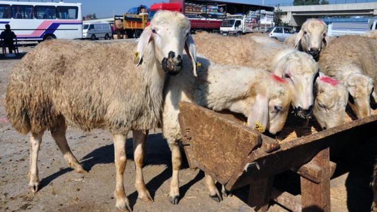 Kurban vekalet fiyatları belli oldu