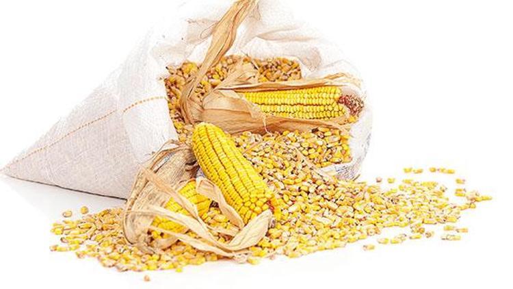 TMO zamanında fiyat açıklamadı tüccarlar mısırı ucuza topladı çiftçi mağdur oldu