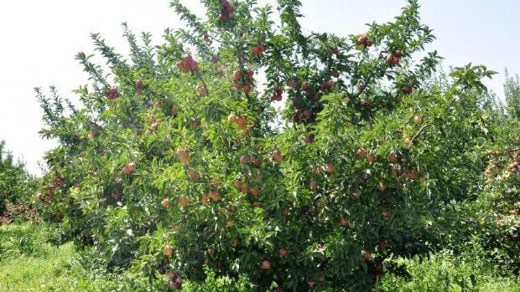 Kırmızı elmada düşük rekolte tahmini