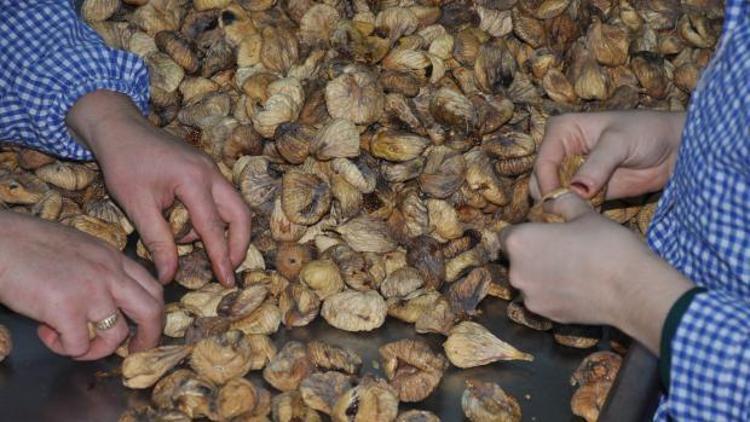 Çine kuru incir ihracatı 10a katladı