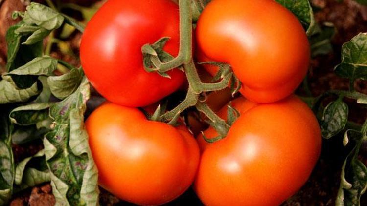 Bozkırda organik domates üretimi artıyor