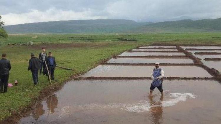 Yağışlar çeltik hasadını olumsuz etkiliyor