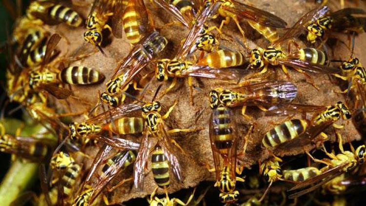 Eşek arısı zehri ilaç haline gelirse kansere umut olabilir