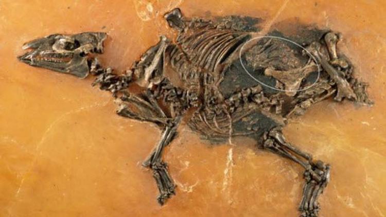 48 milyon yıllık at fosili bulundu