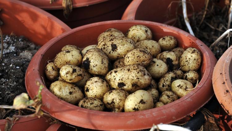 Patates üreticisinin yeni gözdesi