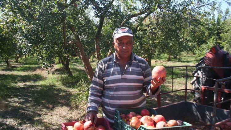 Nar üreticisi hasada başladı