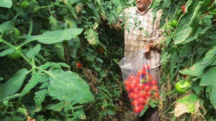 Yayla seracılığı yüz güldürdü