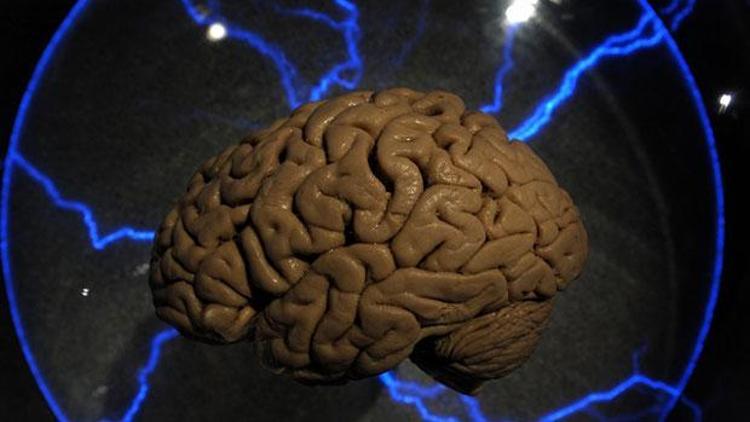 Laboratuvarda insan beyni üretildi