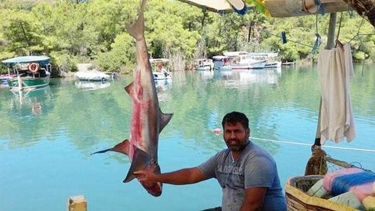 Marmarisli balıkçı köpekbalığı tuttu