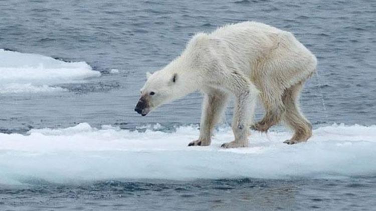 Yaklaşan felaket: Küresel ısınma kutup ayılarını böyle etkiledi