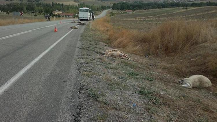 Servis otobüsü koyunlara çarptı