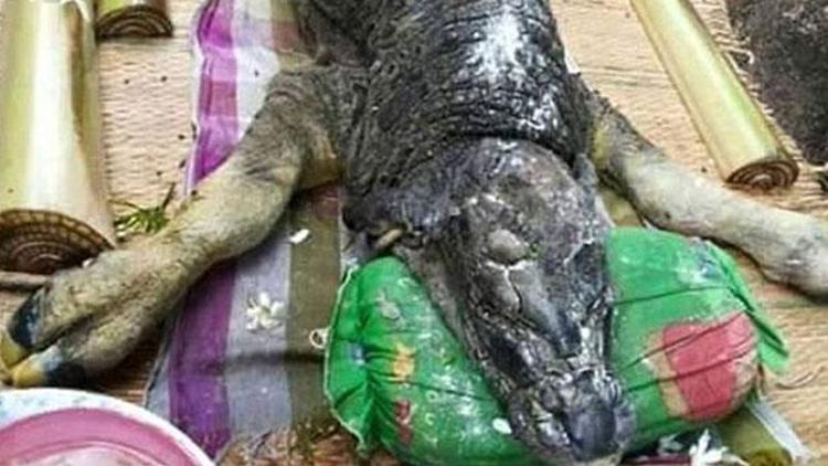 Taylandda köylüleri korkutan gizemli yaratık