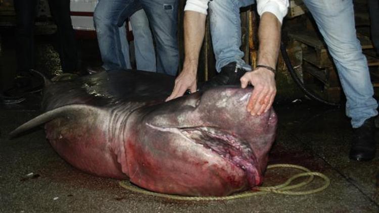 Marmara Denizinde 4 metrelik köpek balığı yakalandı