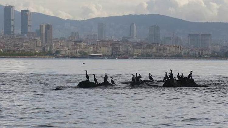 İstanbulun kayıp adası Vordonisi gün yüzüne çıkarılıyor