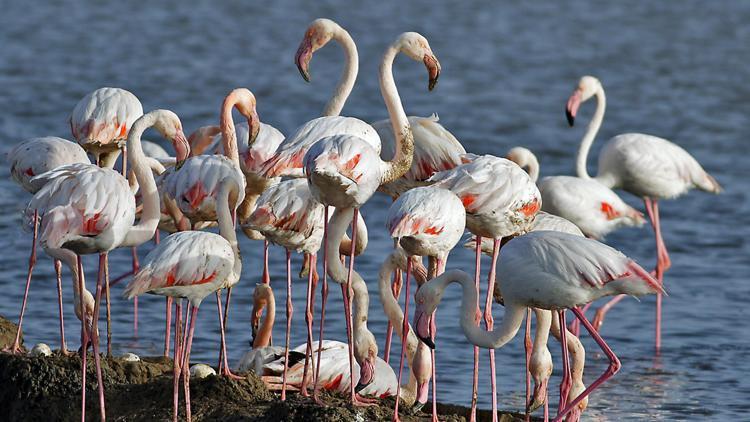İzmirli flamingolar