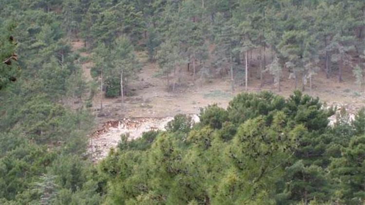 Antalyada mahkeme ağaç katliamına karşı bir ilke imza attı