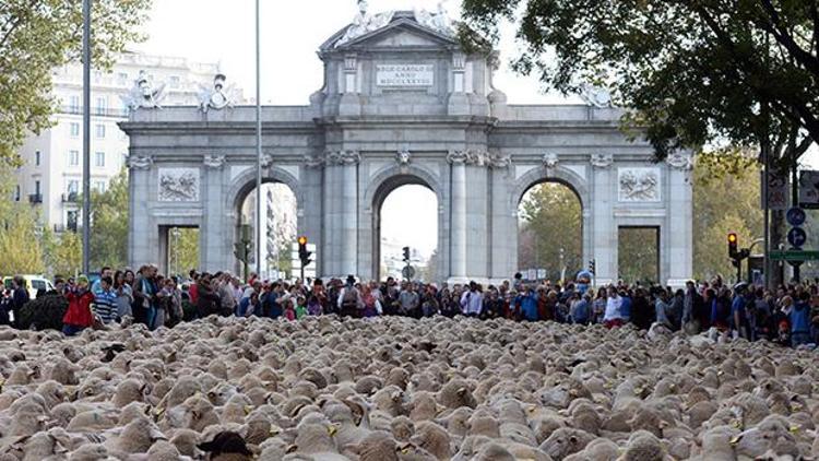 2 bin koyun Madridin merkezine indi