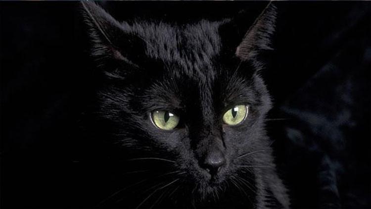 Şok iddialar: Trabzonspor kara kedi avlayıp, hocaya flama okuttu