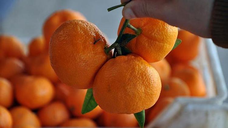 Rusya, 24,5 ton mandalinayı Türkiye’ye iade etti