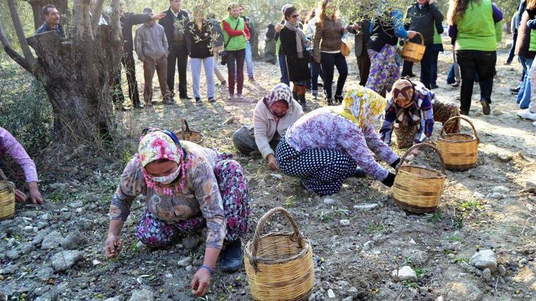 Ayvalık’ta zeytin hasatı başlayacak