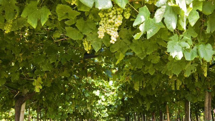 Dünyanın en büyük şarap üreticisi yine İtalya