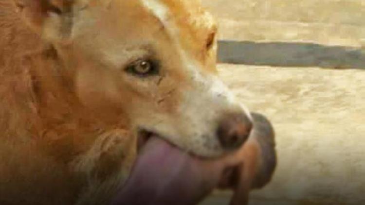 Başıboş sokak köpeği terk edilmiş yeni doğan bebeğin hayatını kurtardı