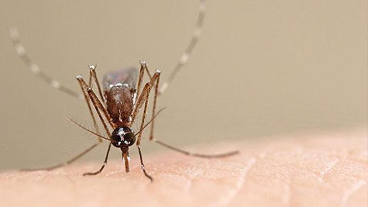 Sivrisinekler neden bazılarını ısırmaz