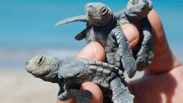 Caretta caretta yavrularını sakın elinize almayın