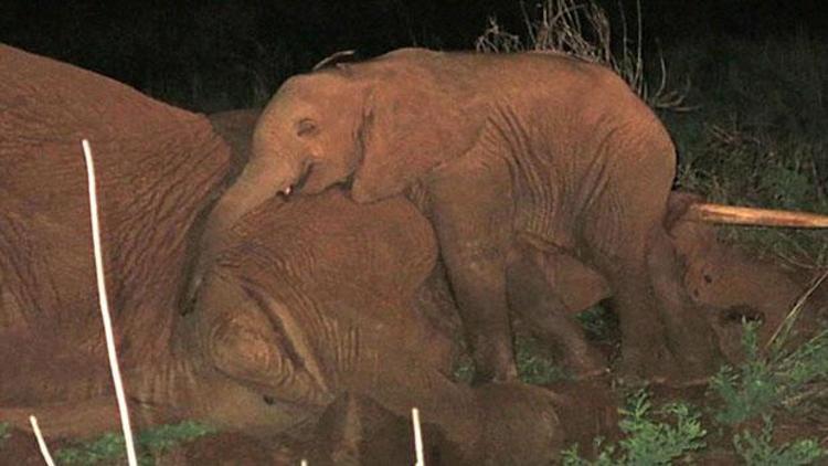 Yavru fil ölen annesinin başında nöbet tuttu
