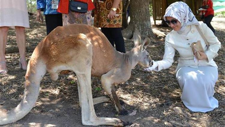 Koala sevdiler kanguru beslediler