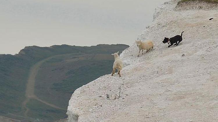 Sahibinin elinden kaçan köpek kuzuyu uçurumdan yuvarladı