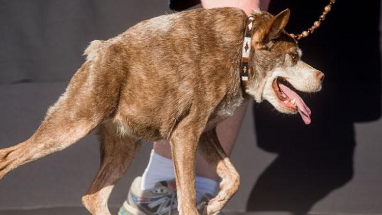 Dünyanın En Çirkin Köpeği Quasi Modo oldu