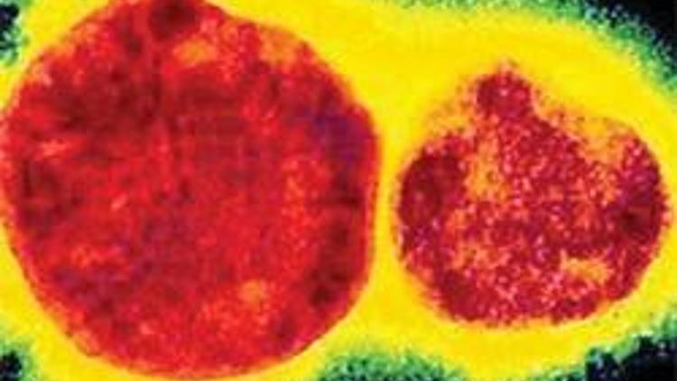 Hanta Virüsü için küresel alarm