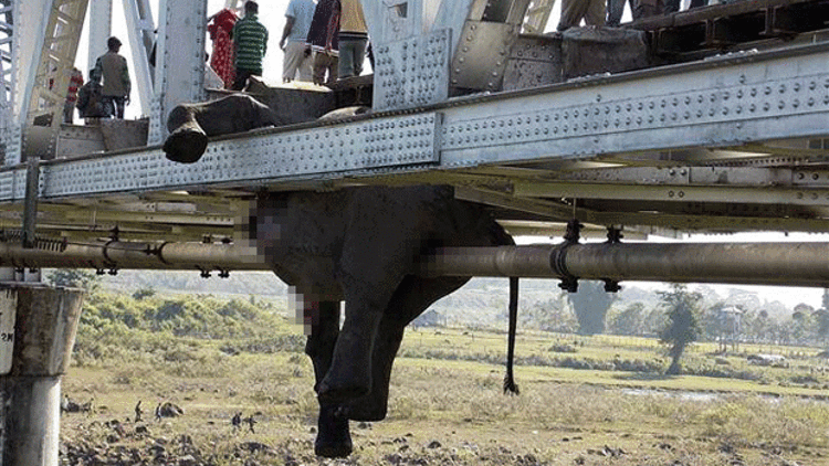 Hindistanda tren, fil sürüsüne çarptı