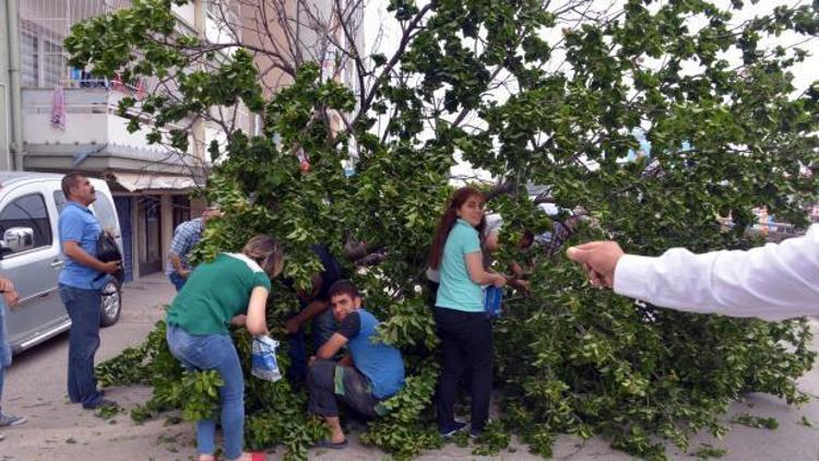 Devrilen ağaçtan kayısı toplama yarışı