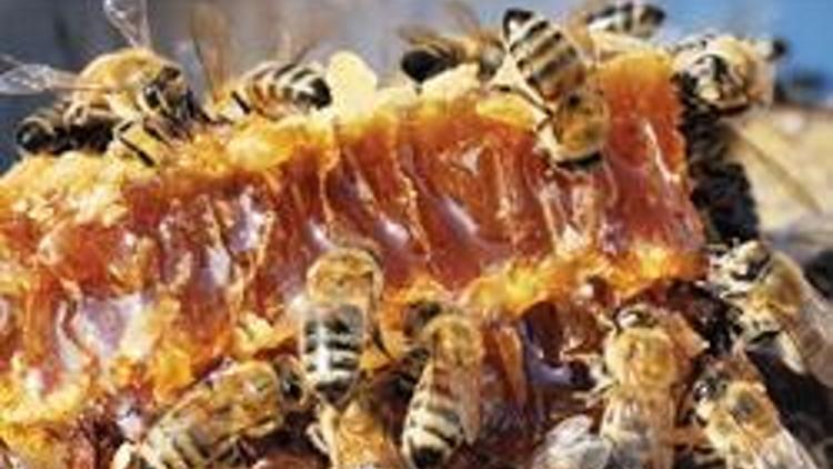5 milyar 176 milyon arı Ankaralı için bal üretiyor