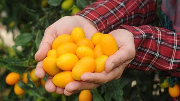 Adana’ya Turunçgil Parkı kurulacak