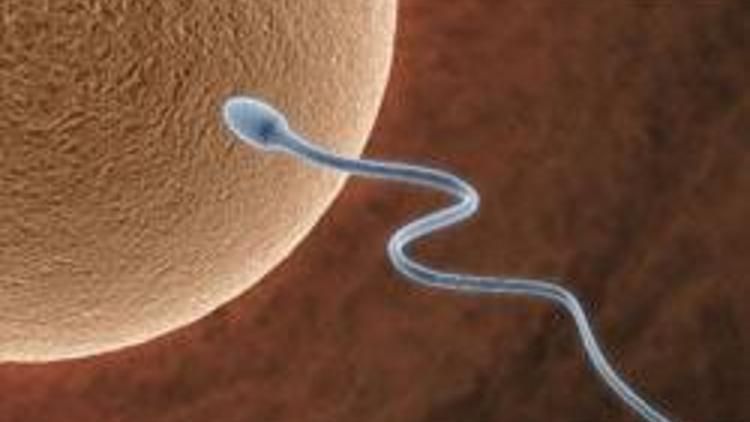 Yağ, sperm sayısını azaltıyor