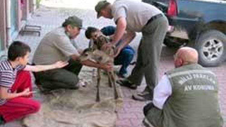 Yavru geyiğe köpekler saldırdı