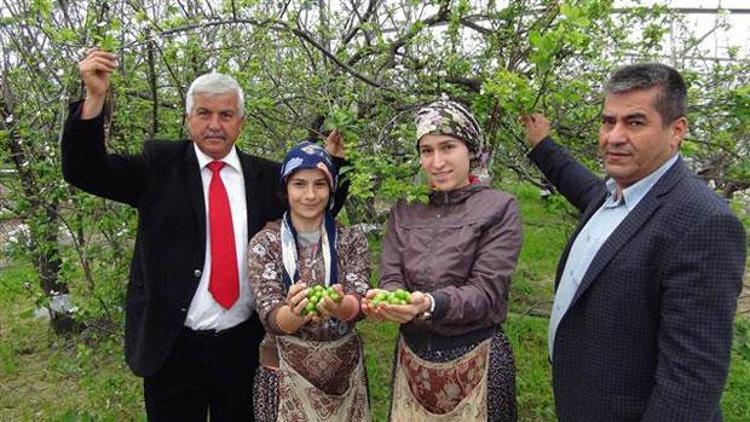 Mersinde erik hasadı başladı