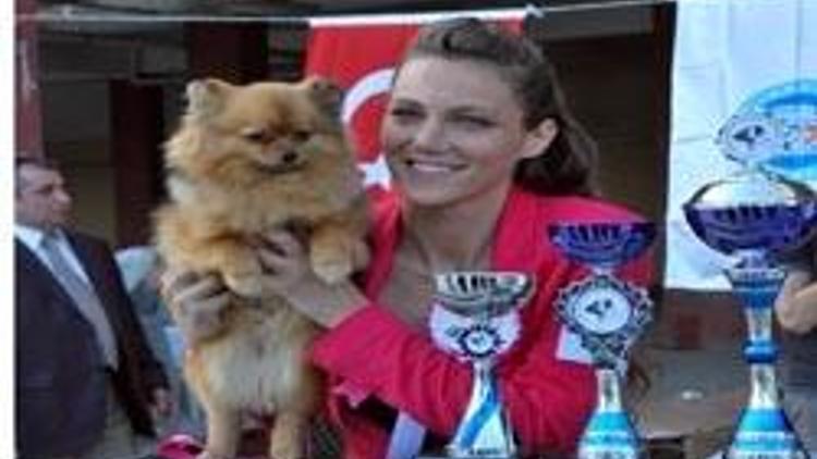 Köpekler jüri karşısına çıktı