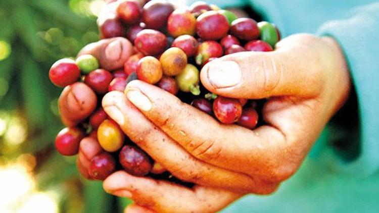 Kahve işçileri için Yağmur Ormanları sertifikası aldılar