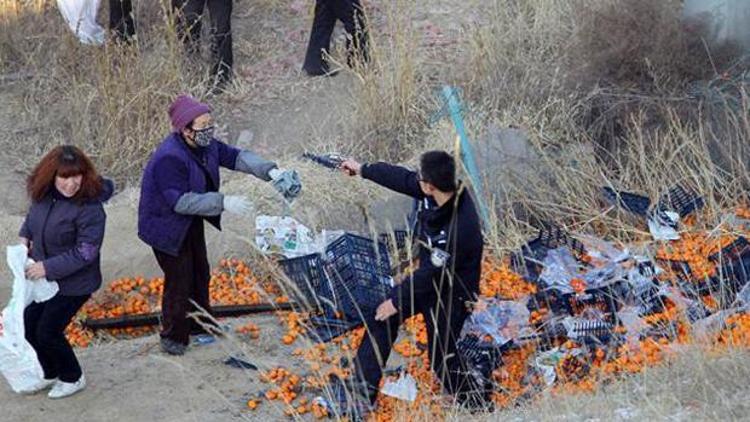 Portakal talanını önlemek için polis silah çekti