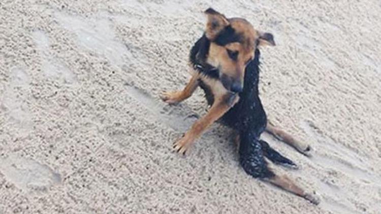 Felçli köpek Leonun hikayesi