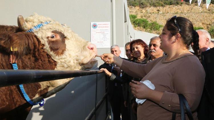 Damızlık Doruk’un çikolata tutkusu